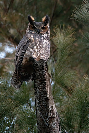 Great Horned Owl