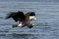 Eagle Diving