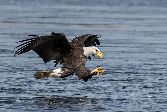 Eagle Diving