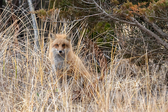 Fox