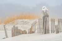 Snowy Owl on Fence