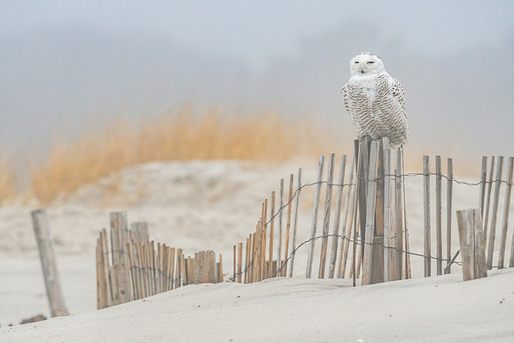 Snowy Owl on Fence