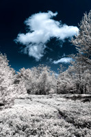Pine Barrens