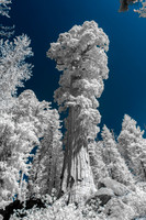 Redwood