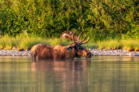 Bull Moose