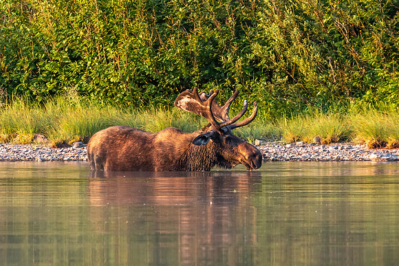 Bull Moose