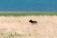 Black Bear