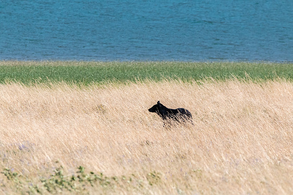 Black Bear