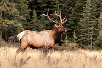 Elk