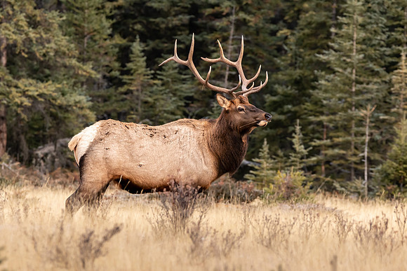 Elk